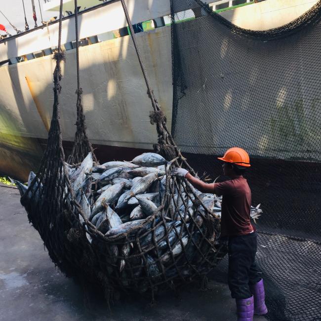 Tuna unloading Thailand