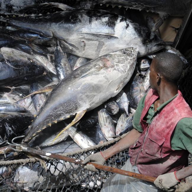 Processing-catch-Sant-Yago-Uno-Abidjan-ID-14060-cSIF.jpg