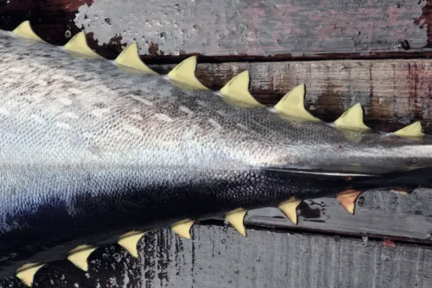 Fish tail image