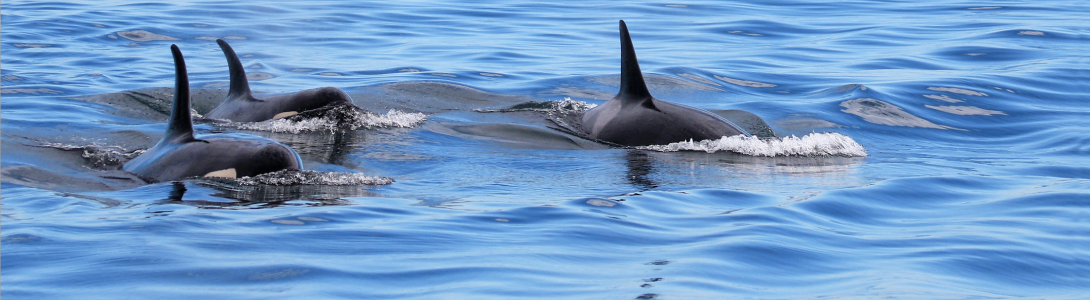 Orcas banner