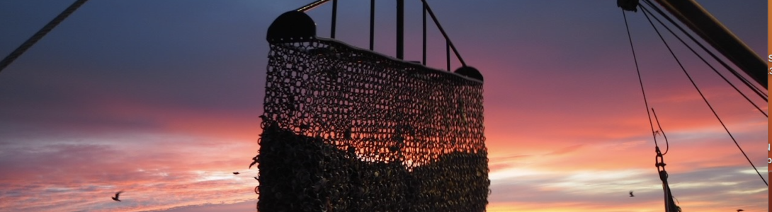 Oyster trawl at sunset banner