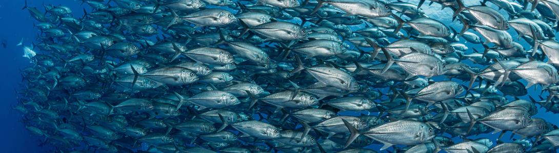 School of tuna