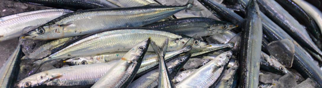 Pacific Saury on ice