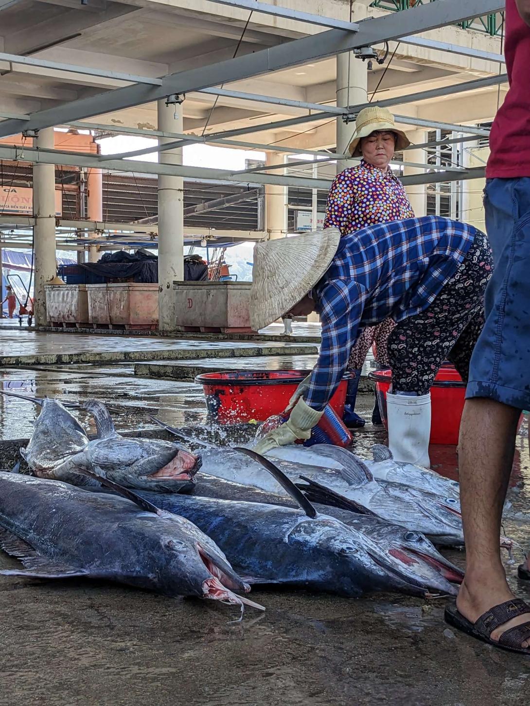 Washing fish in Vietnam