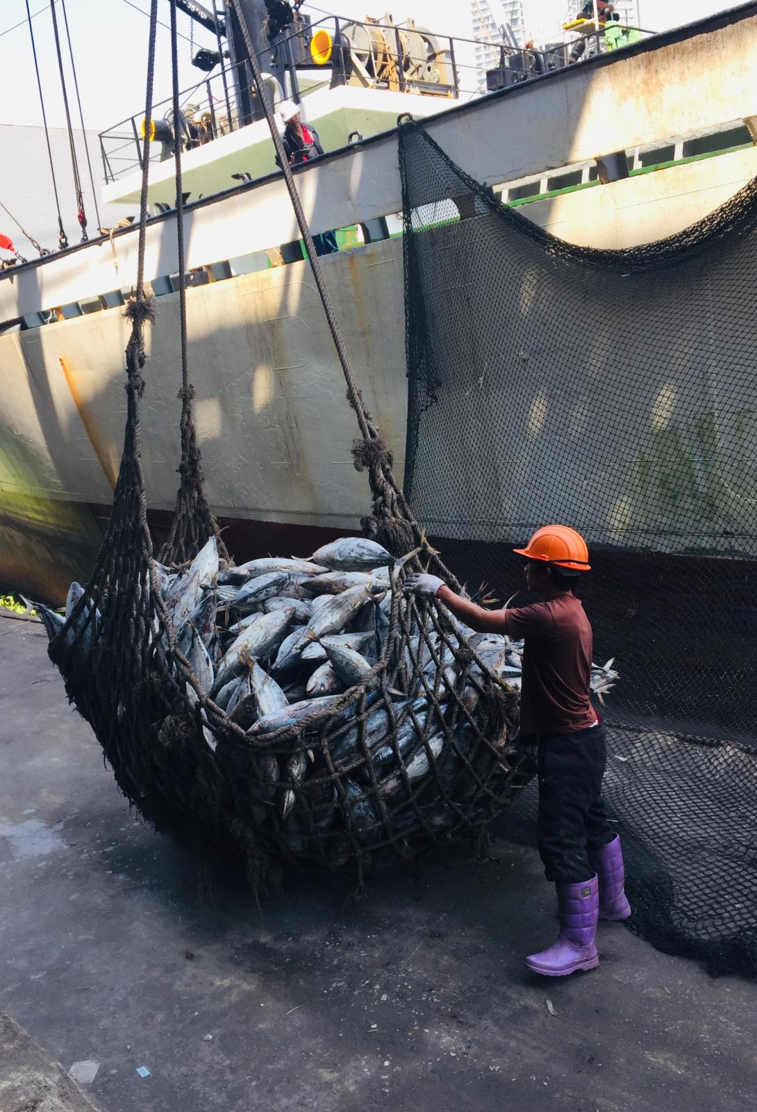 Tuna unloading Thailand