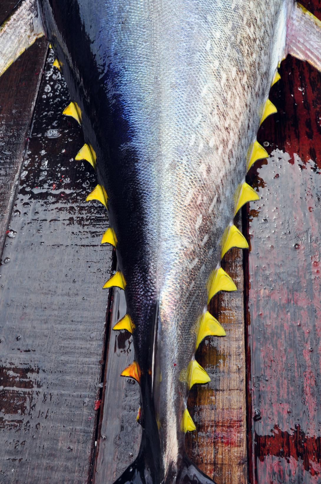 Tuna tail