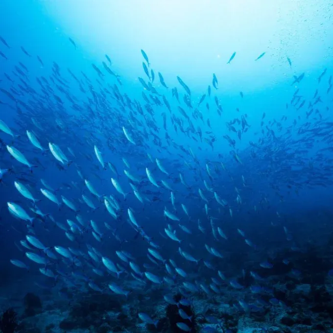 img_Pan-Pacific Fisheries-Compliance-Network