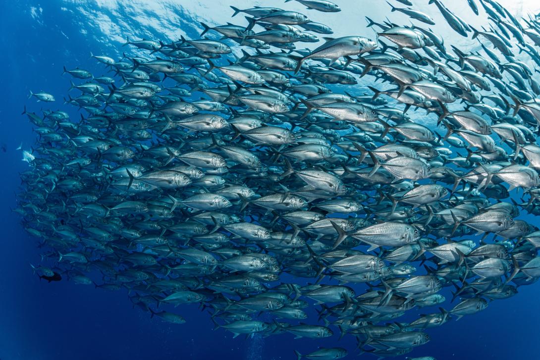 School of tuna